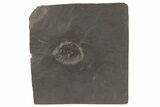 Pyritized Rugose Coral (Zaphrentis) Fossil - Germany #209937-1
